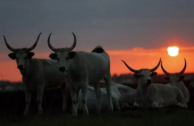 Cattle rest during sunset at the Great Hungarian Plain in Hortobagy, east of Budapest September 24, 2014. (Photo by Laszlo Balogh/Reuters)