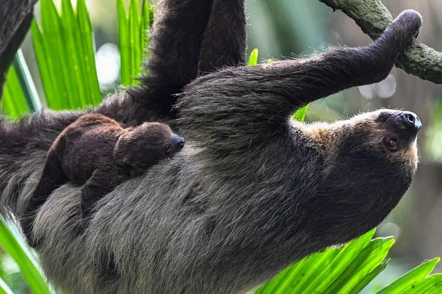 A female adult sloth named Indigo carries its two-month old pup on its belly at Singapore Zoo fragile forest biodome in Singapore on October 25, 2022. (Photo by Roslan Rahman/AFP Photo)