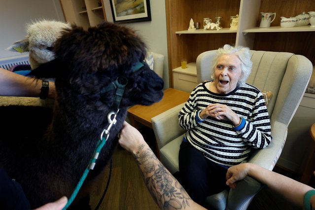 Oakfield nursing home resident Josie Comerford, 92, looks at an alpaca called Stan as owner and founder of K2Alpacas Joe Phelan holds their leads during a therapeutic Alpaca visit he provides as a service for residents of care homes, in Courtown, Ireland on March 14, 2025. (Photo by Clodagh Kilcoyne/Reuters)