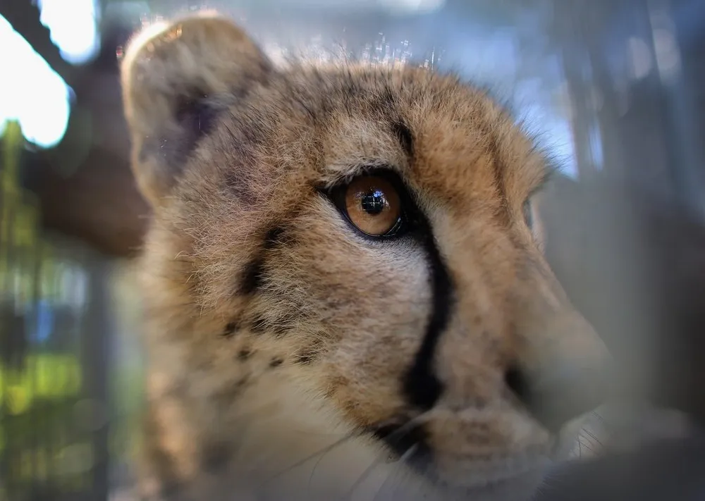 Miami Zoo Welcomes Two Young Male Cheetahs from South Africa