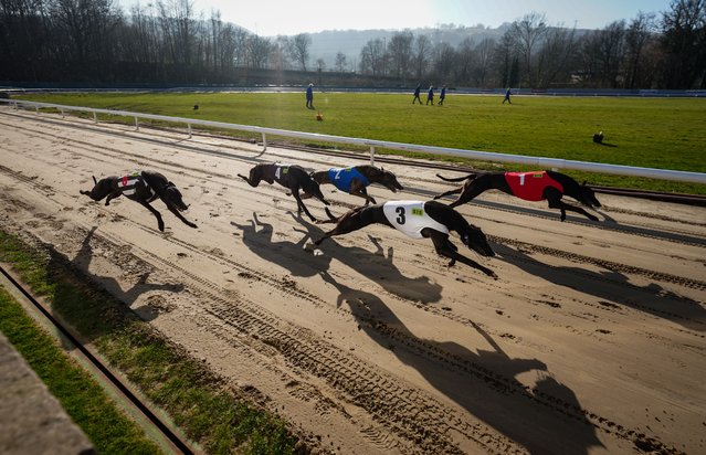 Greyhounds racing at Valley Greyhound Stadium in Caerphilly county borough in Ystrad Mynach, Wales on March 13, 2025. Modern greyhound racing made its debut in Wales on 7 April 1928 – two years after the first recorded UK race at Belle Vue in Manchester – and within days 25,000 people were watching dogs run at the Welsh White City Stadium in Cardiff. (Photo by David Davies/PA Wire)