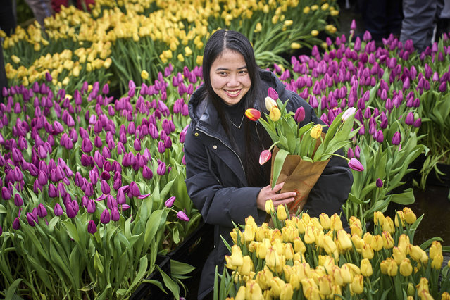 Thousands of people pick free tulips on national tulip day, which marked the opening of the 2025 tulip season, on Museum Square, in front of the Rijksmuseum, Amsterdam, Netherlands, Saturday, January 18, 2025. (Photo by Phil Nijhuis/AP Photo)