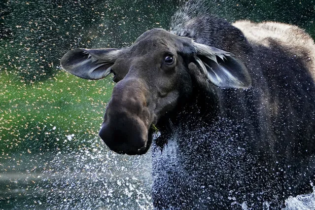 A cow moose shakes water and a swarm of insects from its fur while feeding in Lobster Stream, Thursday, August 13, 2020, in Lobster Township, Maine. While summer insects are a nuisance to the animals, winter ticks have killed thousands of moose in New England. (Photo by Robert F. Bukaty/AP Photo)