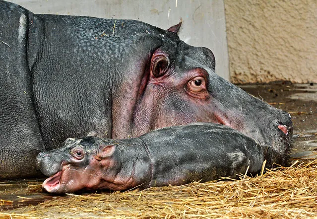 This Saturday, November 1, 2014 photo provided by the Los Angeles Zoo shows a mother Hippo and her new-born calf in their enclosure at the Los Angeles Zoo. The  Zoo's female hippopotamus, Mara, went into labor on Friday, October 31 and gave birth to a healthy calf. This is the first hippopotamus calf the Zoo has had in 26 years. (Photo by AP Photo/Los Angeles Zoo)