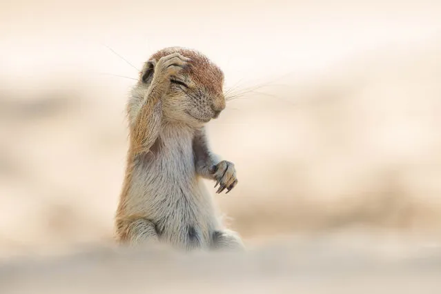 'Pants! Did i really do that last night...?'. (Photo by Yuzuru Masuda/Comedy Wildlife Photography Awards/Mercury Press)