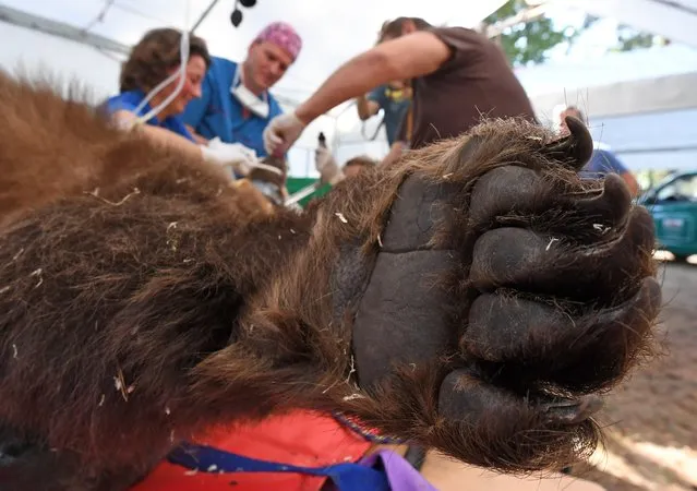 Igor's paw, a brown bear of the natural park Johannismuehle, is pictured as specialists check his denture under general anesthesia on September 16, 2016 near Baruth, eastern Germany. Doctors of the Leibniz Institute for Zoo and Wildlife Research in Berlin, together with dental specialists, plan a molar tooth surgery on the about 250kg heavy bear. (Photo by Ralf Hirschberger/AFP Photo/DPA)