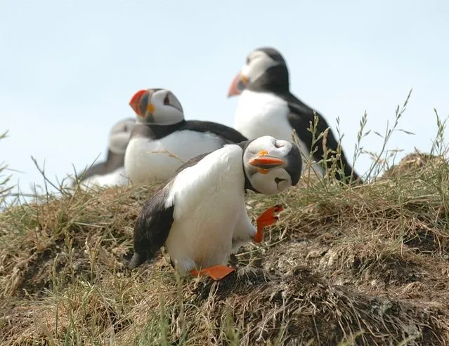 A puffin has some fun pictured by Mary Swaby, Farne Islands, June, 2006. (Photo by Mary Swaby/Barcroft Images/Comedy Wildlife Photo Awards)