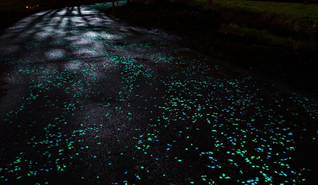 The path is coated in photoluminescent paint and also embedded with small LEDs that get their power from solar panels. (Photo by Pim Hendriksen/Studio Roosegaarde)