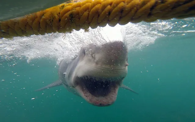A great white shark swims around a diving cage on September 30, 2014 in Gansbaai, South Africa. A ferocious great white shark collides with a diving cage filled with adrenaline seeking tourists.The footage was shot by Canadian Jeremy Stewart who was holidaying in South Africa and decided to take the plunge in the dangerous waters of Gansbaai, ominously nicknamed Shark Alley. (Photo by Jeremy Stewart/Barcroft Media)