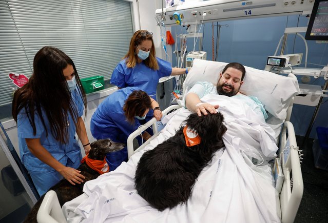 Patient Joel Bueno caresses a theraphy dog as the Affinity Foundation brings dogs to comfort ICU (Intensive Care Unit) patients at Hospital del Mar in Barcelona, Spain, on April 18, 2024. (Photo by Albert Gea/Reuters)