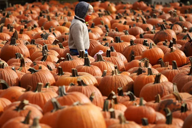 A boy wears a mask as he looks around pumpkins at the Didier Farms in Lincolnshire, Ill., Thursday, October 15, 2020. Pumpkin patch reopens with COVID-19 restrictions such as requiring masks while waiting in lines or anywhere you can't maintain 6 feet of distance, and are providing sanitizer. (Photo by Nam Y. Huh/AP Photo)