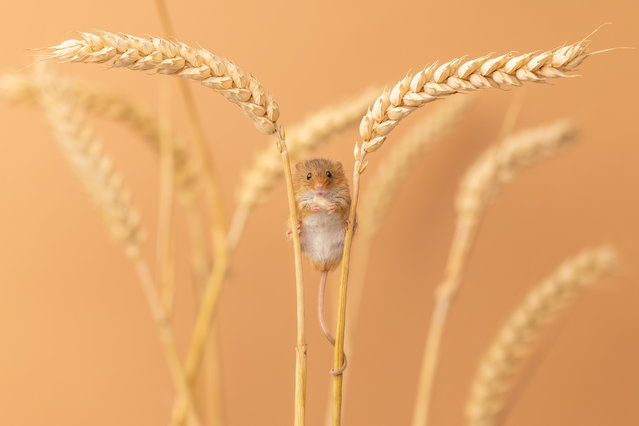 Stunning image capture the moment a tiny harvest mouse uses wheat stems as stilts as he munches on a kernel in UK in August 2025. The minute-mouse, who weighs as much as a 2p coin and is only two-inches-long, uses his prehensile tail to keep himself perfectly level. (Photo by Tony Nellis/South West News Service)