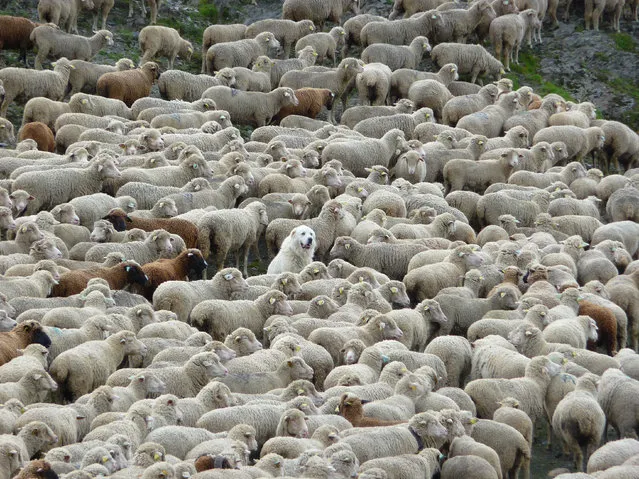 “On the last day of the Tour Du Mont Blanc, while coming over a high pass, I was confronted by this huge herd of sheep. Then I noticed this content, if somewhat bemused, dog in the middle of them”. (Photo by Christina Bennett/The Guardian)