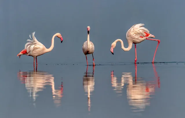 Flamingos rest and play in the water in Salt Lake of Yuncheng City, north China's Shanxi province, 27 February, 2023. (Photo by Rex Features/Shutterstock)