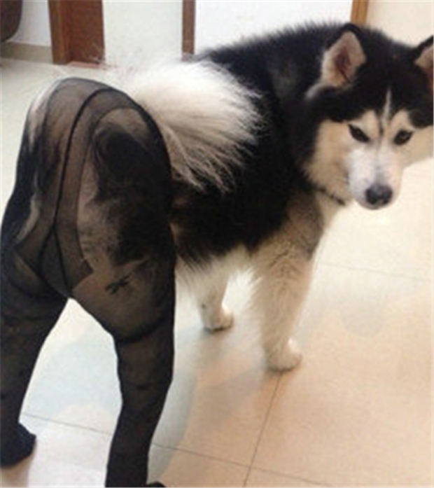 Dogs Wearing Pantyhose, a Popular New Meme in China