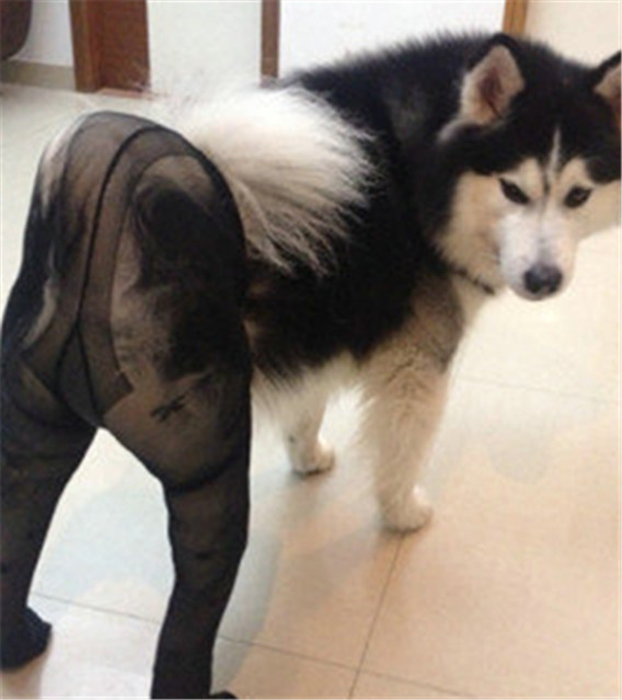Dogs Wearing Pantyhose, A Popular New Meme in China