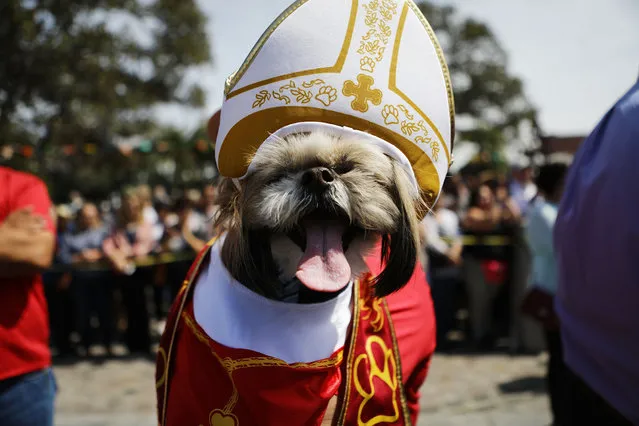 A dog is dressed in Catholic vestments during the annual Blessing of the Animals ceremony, presided over by Archbishop Jose H. Gomez, on March 31, 2018 in Los Angeles, California. Angelenos brought dogs, cats, birds, goats, snakes and other animals to the event which is normally held the day before Easter. The tradition dates back to 1930 in Los Angeles. (Photo by Mario Tama/Getty Images)