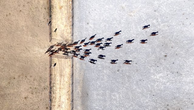 A view of purebred Arabian horses at the Sultansuyu Agricultural Enterprise in Malatya, Turkiye on September 22, 2025. (Photo by Okan Coskun/Anadolu via Getty Images)
