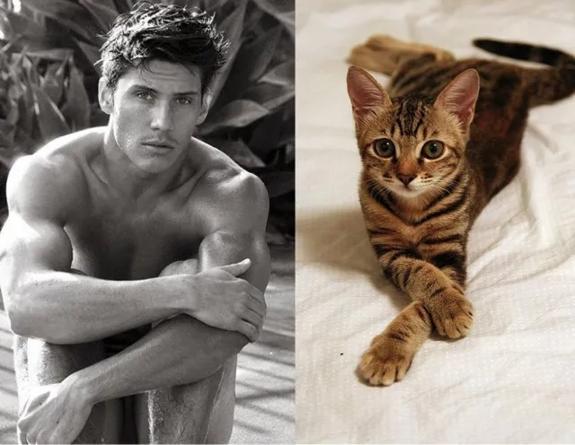 Hot Guys and Cats Striking Part2