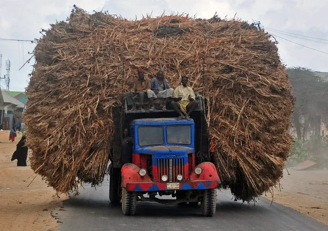 People sit on the top of a truck heavily piled with corn-stalks plies as they head for Mogadishu from Afgooye on October 19, 2016. At least four police officers were killed on October 18 when a suicide bomb attacker rammed an explosives-packed car into a police station before fighters from the Al-Qaeda-linked Shabaab group subsequently stormed the area killing at least 10 people, including soldiers and civilians. (Photo by Mohamed Abdiwahab/AFP Photo)