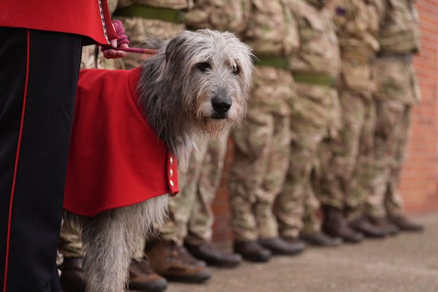 Seamus, a mascot of the Irish Guards stands during a farewell parade for Ukrainian soldiers at a British army training camp in the East of England, where they have been undergoing combat training with the Irish Guards as part of the UK-led Operation Interflex on Wednesday, October 15, 2025. (Photo by Joe Giddens/PA Images via Getty Images)