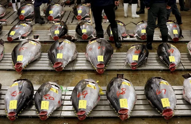 Wholesalers survey fresh tuna at the Tsukiji fish market before the New Year's auction in Tokyo in this January 5, 2013 file photo. (Photo by Toru Hanai/Reuters)