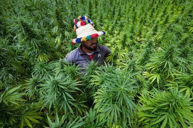 A farmer checks crops of cannabis in the commune of Mansoura, in the Chefchaouen region southeast of Tangiers, on July 18, 2024. Morocco passed a law in 2021 allowing the cultivation of medical and industrial-use cannabis in areas of Rif, a mountainous region that has long been a major source of illicit hashish, a stronger derivative of cannabis, smuggled to Europe. (Photo by Fadel Senna/AFP Photo)
