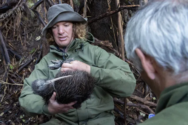 This photo taken on April 12, 2023 shows a member of the Capital Kiwi Project team holding a female kiwi named M'haro after checking her weight and removing her transmitter on Tawa Hill, Terawhiti Station in Wellington. New Zealand's treasured kiwi birds are shuffling around Wellington's verdant hills for the first time in a century, after a drive to eliminate invasive predators from the capital's surrounds. (Photo by Marty Melville/AFP Photo)