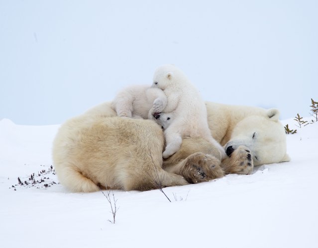 Polar bear cubs clamber over their mother after it starts raining. The mum patiently laid down as the siblings played. Norbert Rosing took these cute pictures in Wapusk National Park in Canada early December 2025. (Photo by Norbert Rosing/Solent News & Photo Agency)