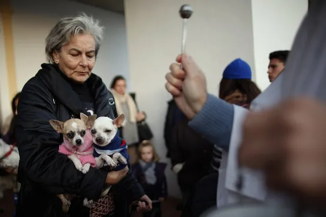 A woman holds her dogs as they are blessed by a priest outside San Anton church in Churriana, near Malaga, southern Spain, January 17, 2015. (Photo by Jon Nazca/Reuters)