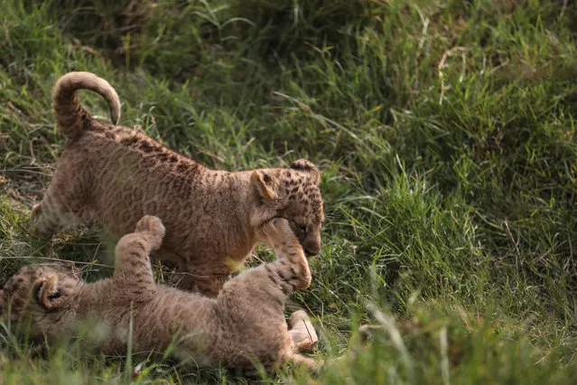 Lion cubs play in the Ngorongoro Crater, west of Arusha, northern Tanzania, Monday, Jan. 19, 2014. According to Tanzanian officials, the crater was formed as a result of a volcanic eruption and collapse three millions years ago and is now one of the most densely crowded African wildlife areas in the world. (AP Photo/Mosa'ab Elshamy)