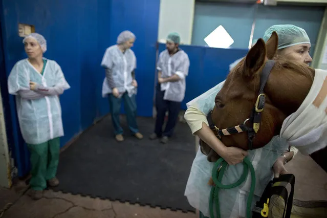 In this Wednesday, December 2, 2015 photo,  a veterinarian holds a horse as he is anesthetized before a surgery at the University's Koret School of Veterinary Medicine in Rishon Lezion, Israel. (Photo by Oded Balilty/AP Photo)