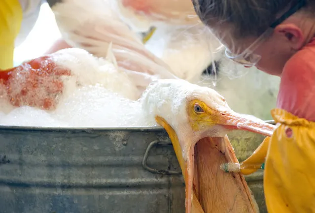 A volunteer uses a toothbrush to clean an oil covered white pelican found off the Louisiana coast and affected by the BP Deepwater Horizon oil spill in the Gulf of Mexico at the Fort Jackson Oiled Wildlife Rehabilitation Center in Buras, Louisiana, June 9, 2010. (Photo by Saul Loeb/AFP Photo)