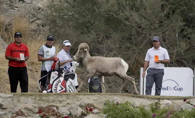 A Bighorn sheep walks across the 17th tee as Patrick Reed, left, and Francesco Molinari, right, look on during the final round of the Humana Challenge golf tournament on the Palmer Private course at PGA West on Sunday, January 25, 2015 in La Quinta, Calif. (Photo by Chris Carlson/AP Photo)