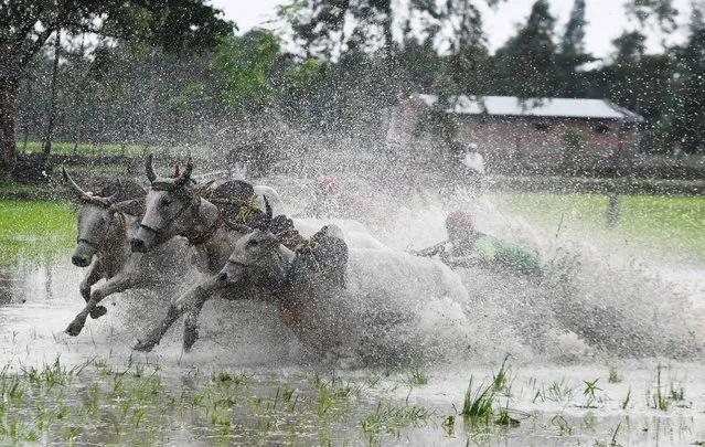 In this picture was taken on June 30, 2018, Indian farmers compete with their bulls as they participate in a bull race at a paddy field during a monsoon festival in Herobhanga village, some 85 kms south of Kolkata. Farmers participate in the race in the belief that participation before ploughing their fields will bring good rain and a better harvest. More than a hundred bulls from nearby villages participated in the two-day event. (Photo by Dibyangshu Sarkar/AFP Photo)