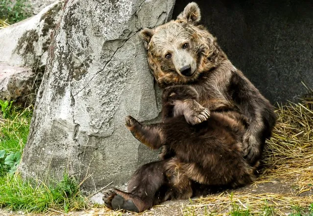 This picture taken on August 21, 2018 in Fort-Mardyck, northern France, shows bear Kiwi, who starred in the movie “The Bear”. Kiwi and another bear will be transfered to a bigger zoo in 2019. (Photo by Philippe Huguen/AFP Photo)