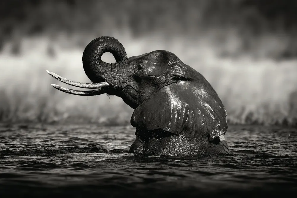 The Wild Side of Life Across Africa by Photographer Alex Bernasconi