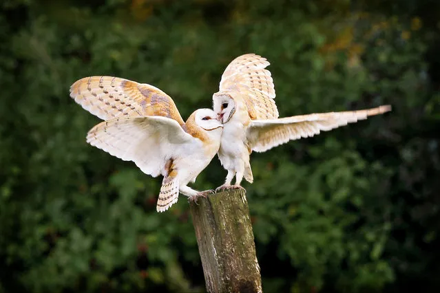 It could be twit-twoo love as a pair of young barn owls share a kiss.  The romantic owlets, which are only 10 weeks old, affectionately preen each other as they each fly in and land on post. These beautiful pictures were taken by 56-year-old Gavin Bickerton-Jones in Old Buckenham Country Park, Norfolk, on one of the pair's first forays from their nesting box.  The photographer from Attleborough, Norfolk, said: "A mature pair got together in the box earlier this year and about six weeks ago we could here the young hissing in the box calling for food. (Photo by Gavin Bickerton-Jones/Solent News & Photo Agency)