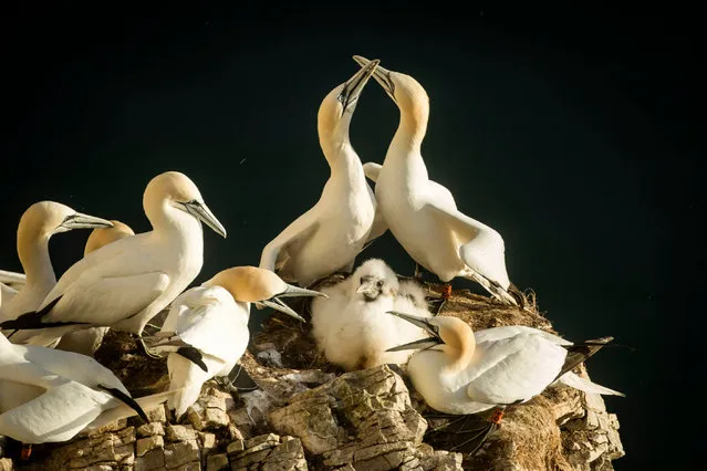 250,000 gannets nest at the RSPB nature reserve at Bempton Cliffs in Yorkshire, England. (Photo by Danny Lawson/PA Wire)