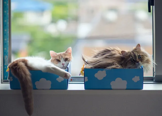 “Potted Cats by the Window Sill”. (Photo and caption by Ben Torode)