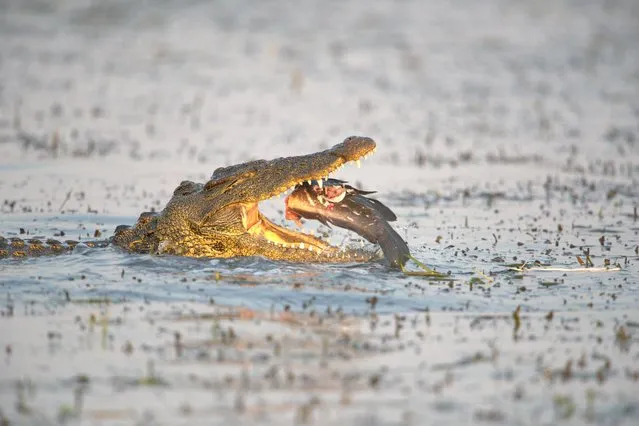 A crocodile is having barbel for dinner in the Chobe River, Botswana in September 2023. (Photo by Neal Cooper/Media Drum Images)