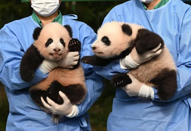 Caretakers show panda cubs Rui Bao (L) and Hui Bao (R), who were born 97 days ago in South Korea, during a ceremony to reveal their names at Everland Amusement and Animal Park in Yongin on October 12, 2023. (Photo by Jung Yeon-je/AFP Photo)