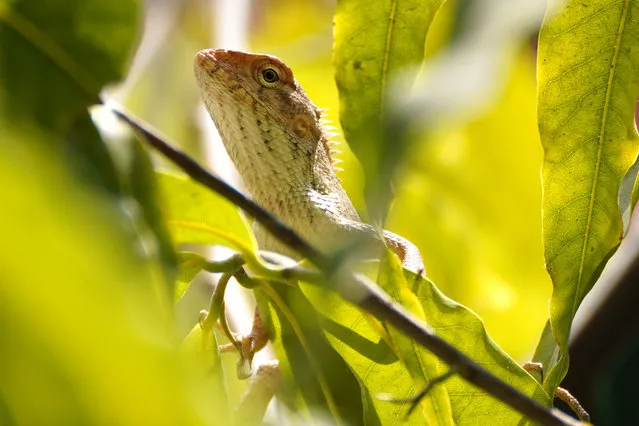 A Chameleon sits inside a tree in Ajmer, Rajasthan, India on 19 Ocotober 2023. (Photo by Himanshu Sharma/NurPhoto/Rex Features/Shutterstock)