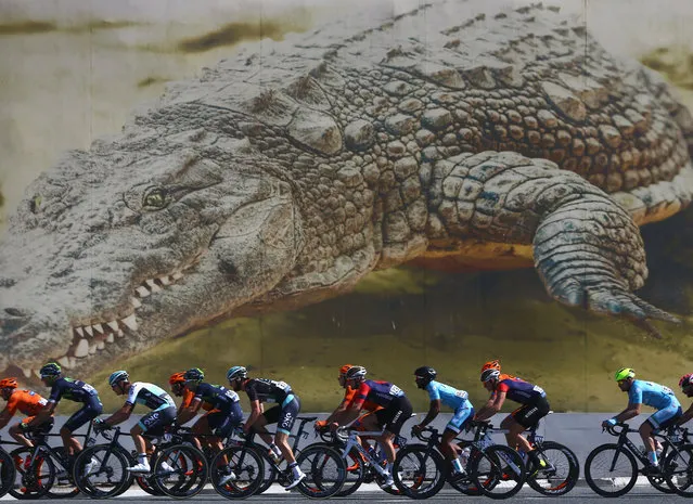 The peloton pass by the Dubai Crocodile Park during the Business Bay Stage Four of the Tour of Dubai on February 06, 2016 in Dubai, United Arab Emirates. (Photo by Michael Steele/Getty Images)