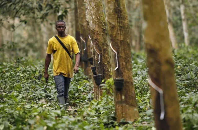 A worker walks down a row of rubber trees as he prepares to collects rubber sap at a farm in Songon village, north of Abidjan February 3, 2016. (Photo by Luc Gnago/Reuters)
