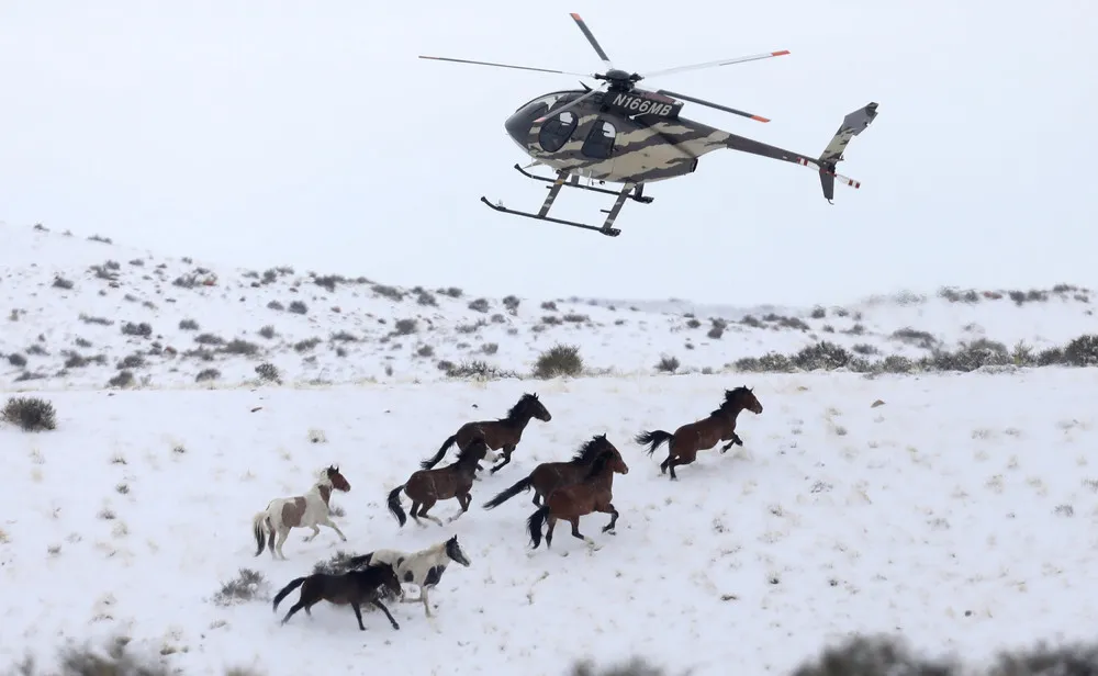 Wild Horse Border Patrol