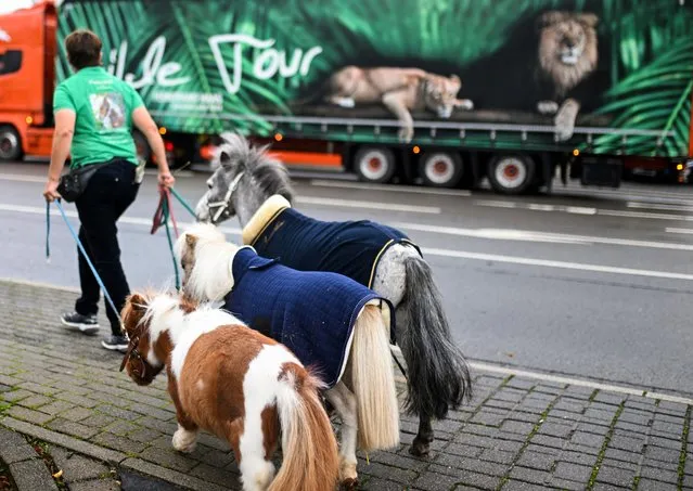 Owner Carola Weidemann walks with her small Shetland ponies (L-R) Pumuckel, Goldi and Lion to visit a nursing home in Kierspe, western Germany on October 21, 2022. Carola Weidemann visits kindergartens, retirement homes and similar institutions with her therapy pony Pumuckel. She would like to register her pony for the Guinness Book of Records next year when it turns 4 years old, because the smallest pony in the world currently measures 56.7 centimetres at the shoulder and Pumuckl measures about 50 centimetres. (Photo by Ina Fassbender/AFP Photo)