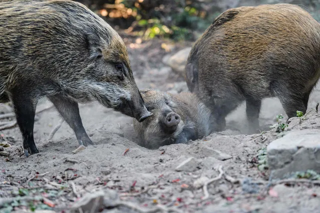 In this picture taken on January 25, 2019, wild boars are seen in Hong Kong's Aberdeen Park. As Hong Kong prepares to celebrate the Year of the Pig, the city is facing its own peculiar porcine pickle – a furious debate about what to do with its growing and emboldened wild boar population. (Photo by Anthony Wallace/AFP Photo)