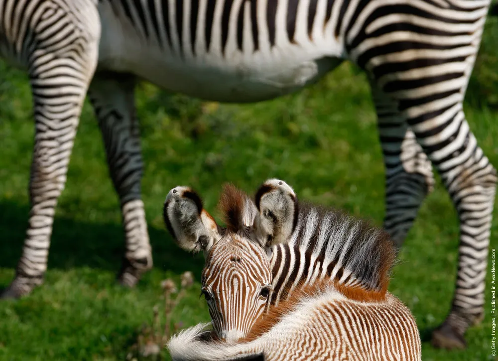 Baby Zebra