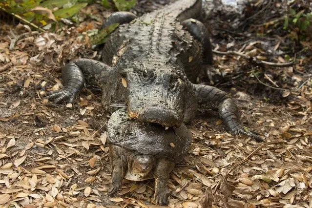 In this April 9, 2015 photo, an eight foot long alligator carries a Florida softshell turtle in his mouth at the Wakodahatchee Wetlands in Delray Beach, Fla. More than 150 species, from migrating birds to native tropical birds, have been spotted at Wakodahatchee. (Photo by J. Pat Carter/AP Photo)